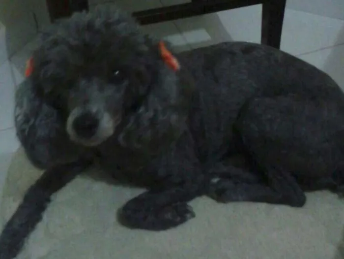 Cachorro ra a Poodle idade 6 ou mais anos nome Luana