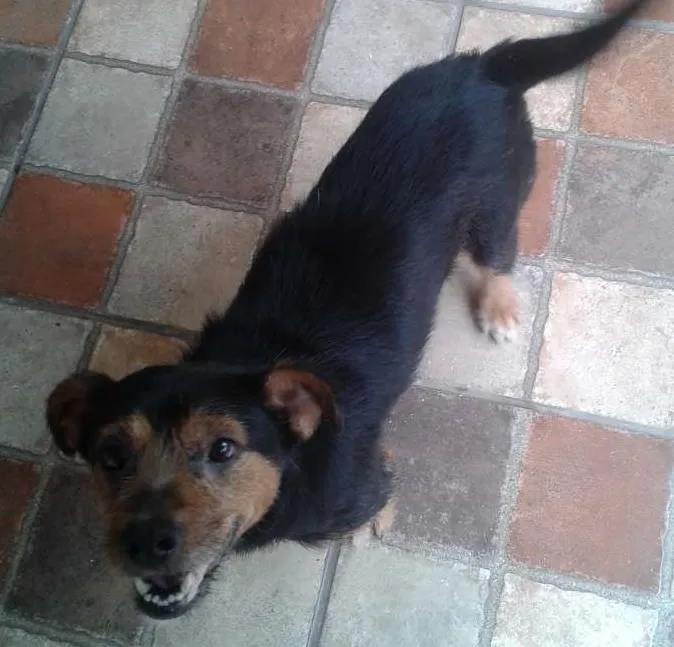 Cachorro ra a SRD idade 3 anos nome TJ
