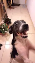 Cachorro raça SRD idade 2 anos nome Filó