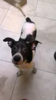 Cachorro raça SRD idade 2 anos nome Filó