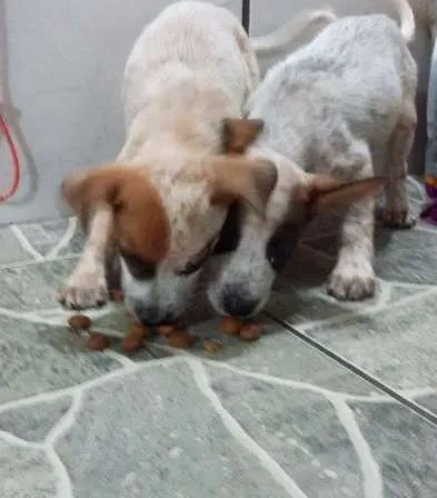 Cachorro ra a SRD idade 2 a 6 meses nome Filhotes