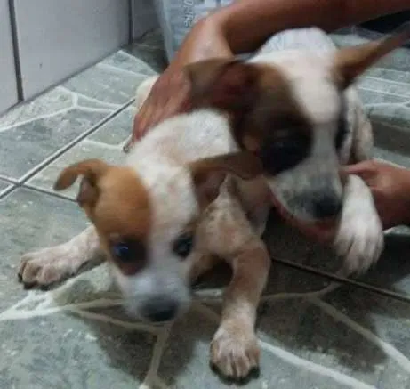 Cachorro ra a SRD idade 2 a 6 meses nome Filhotes