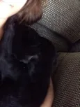Maya