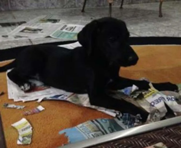 Cachorro ra a  idade 2 a 6 meses nome Maya