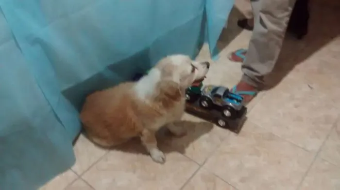 Cachorro ra a Srd idade 6 ou mais anos nome Mel