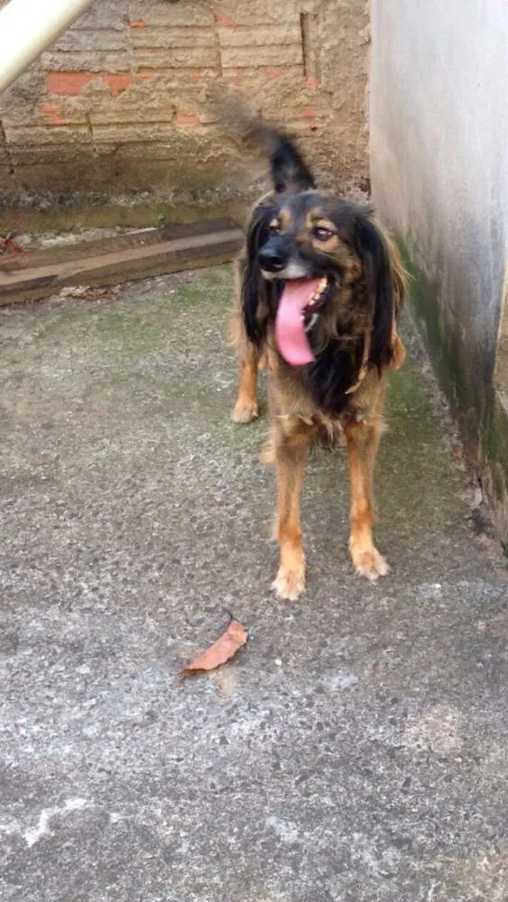 Cachorro ra a Vira lata idade 2 anos nome Tup
