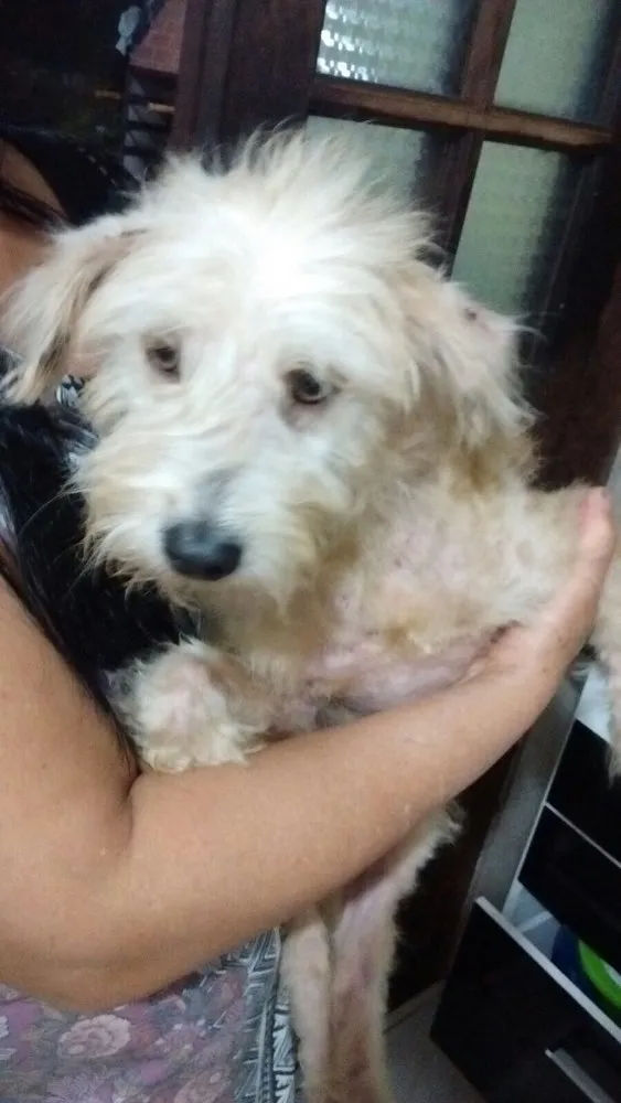 Cachorro ra a Srd idade 2 anos nome Mel 