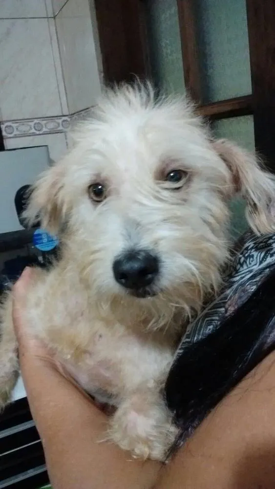 Cachorro ra a Srd idade 2 anos nome Mel 