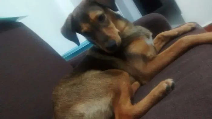Cachorro raça Srd idade 7 a 11 meses nome Nutella