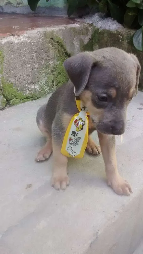 Cachorro raça vira-lata idade Abaixo de 2 meses nome Bem