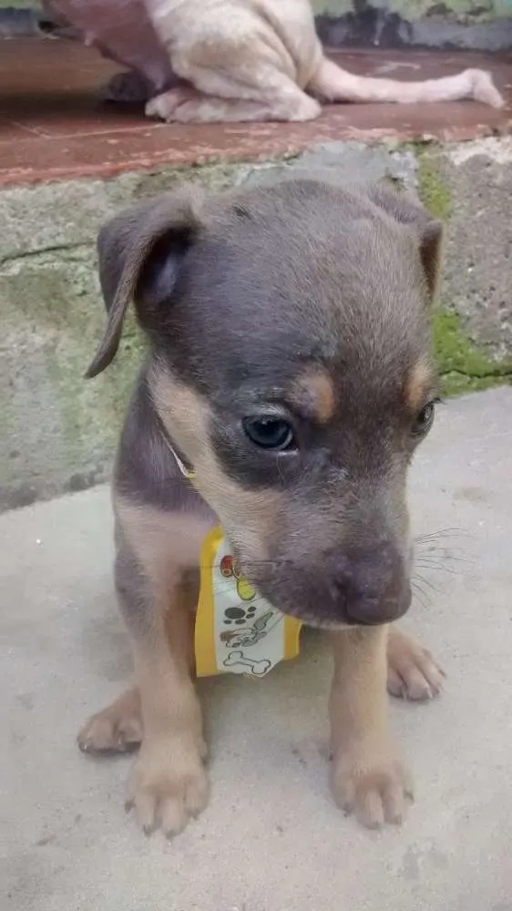 Cachorro raça vira-lata idade Abaixo de 2 meses nome Bem