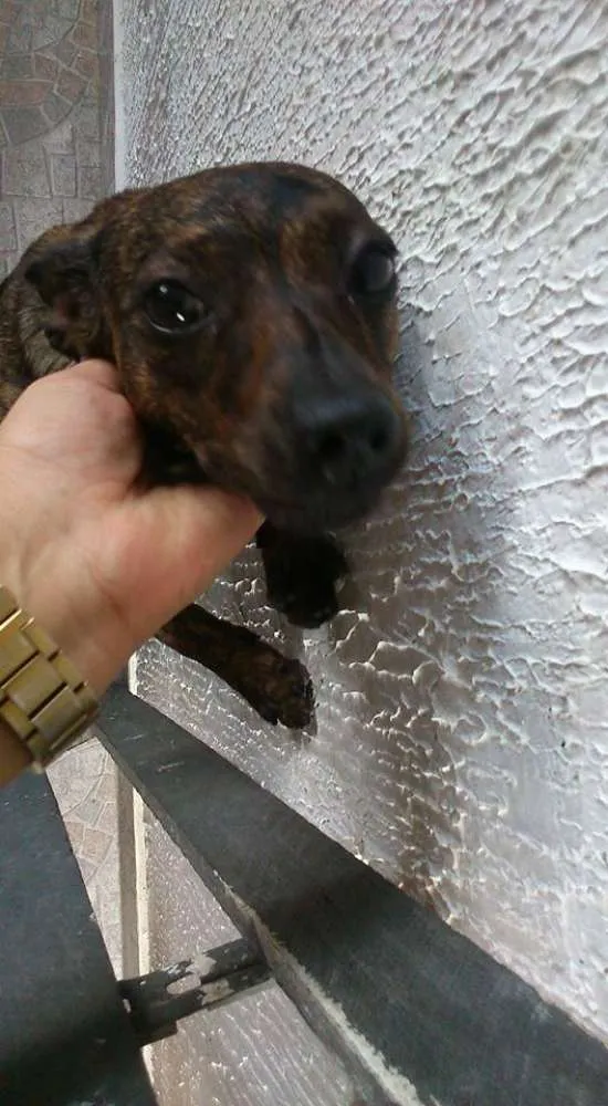 Cachorro raça Não definida idade 7 a 11 meses nome Neguinha