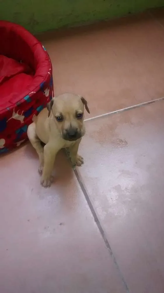 Cachorro raça vira-lata idade Abaixo de 2 meses nome Bart