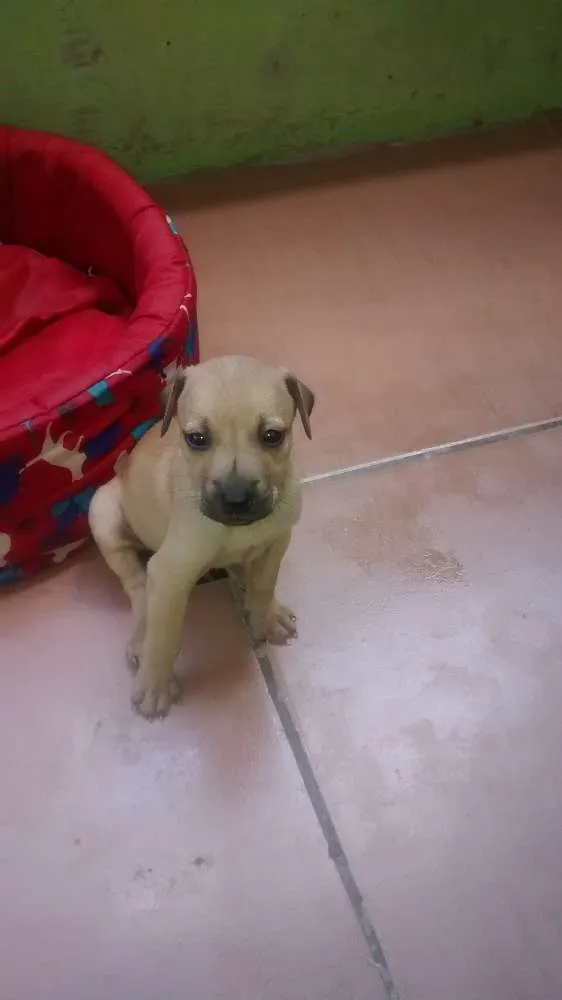 Cachorro raça vira-lata idade Abaixo de 2 meses nome Bart