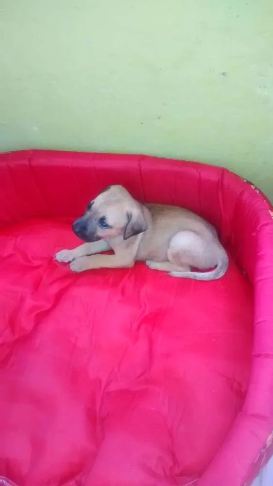 Cachorro raça vira-lata idade Abaixo de 2 meses nome Lisa