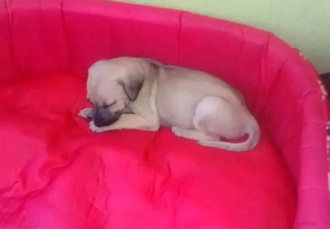 Cachorro raça vira-lata idade Abaixo de 2 meses nome Lisa