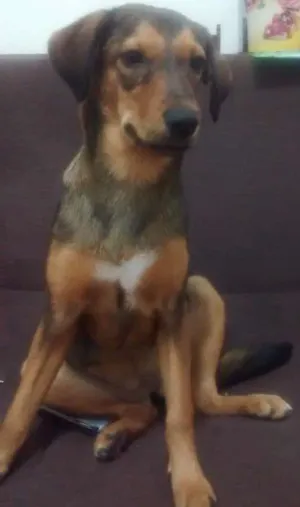 Cachorro raça Srd idade 7 a 11 meses nome Nutella