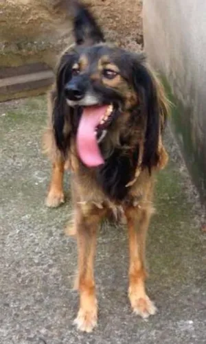 Cachorro raça Vira lata idade 2 anos nome Tup