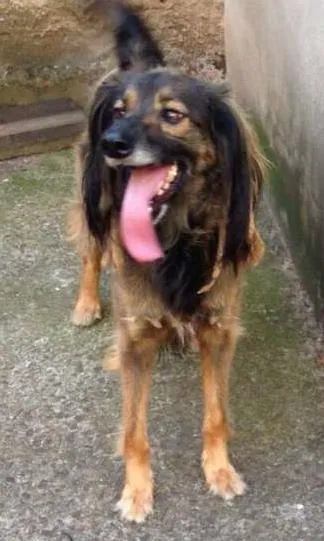 Cachorro ra a Vira lata idade 2 anos nome Tup