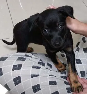 Cachorro ra a Srd idade Abaixo de 2 meses nome Anjinha