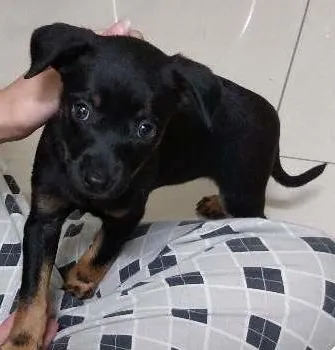 Cachorro ra a Srd idade Abaixo de 2 meses nome Anjinha