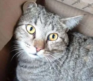 Gato raça SRD idade 1 ano nome Balthasar