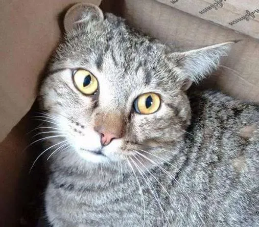 Gato raça SRD idade 1 ano nome Balthasar