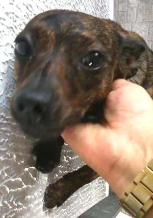 Cachorro raça Não definida idade 7 a 11 meses nome Neguinha
