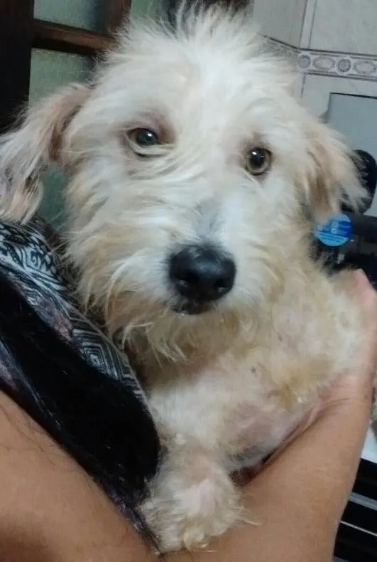 Cachorro ra a Srd idade 2 anos nome Mel 