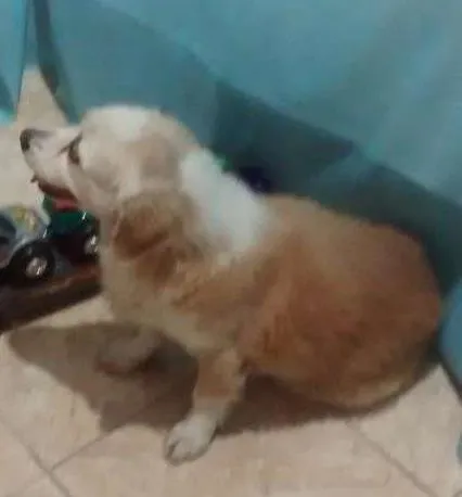 Cachorro ra a Srd idade 6 ou mais anos nome Mel