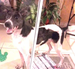 Cachorro raça SRD idade 2 anos nome Filó