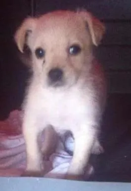 Cachorro ra a SRD idade 2 a 6 meses nome sem nome