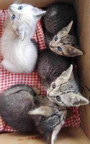 Gato raça  idade 2 a 6 meses nome Filhotes