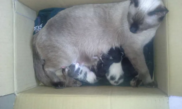 Gato ra a Siamesa idade 1 ano nome Mille