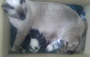 Gato raça Siamesa idade 1 ano nome Mille