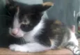 Suri e Luma