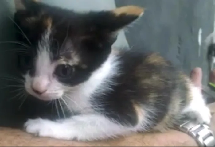 Gato ra a SRD idade 2 a 6 meses nome Suri e Luma
