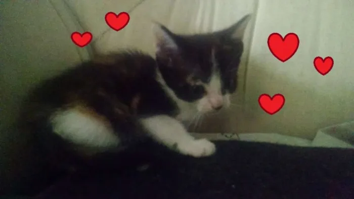 Gato ra a SRD idade 2 a 6 meses nome Suri e Luma