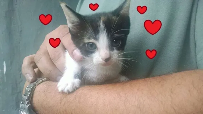 Gato ra a SRD idade 2 a 6 meses nome Suri e Luma