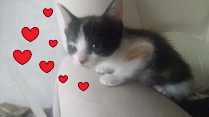 Gato ra a SRD idade 2 a 6 meses nome Suri e Luma