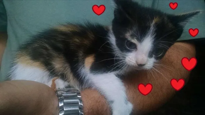 Gato ra a SRD idade 2 a 6 meses nome Suri e Luma