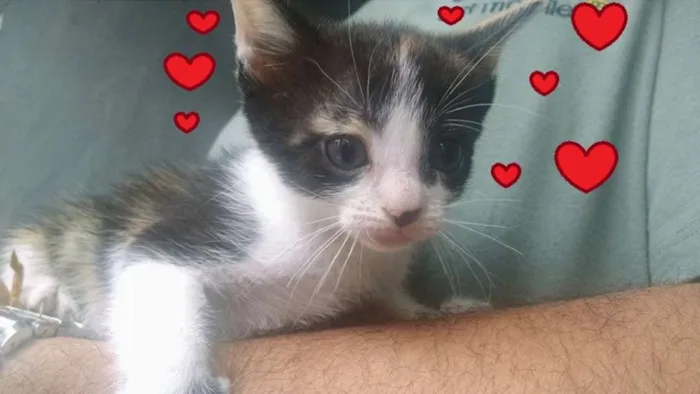 Gato ra a SRD idade 2 a 6 meses nome Suri e Luma