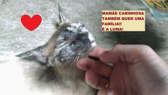 Gato ra a SRD idade 2 a 6 meses nome Suri e Luma