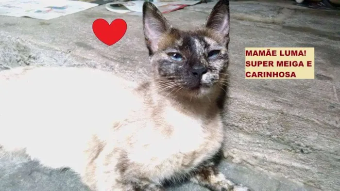 Gato ra a SRD idade 2 a 6 meses nome Suri e Luma