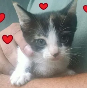 Gato raça SRD idade 2 a 6 meses nome Suri e Luma
