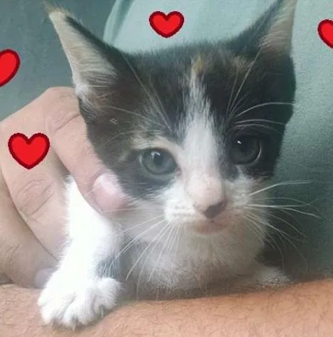 Gato ra a SRD idade 2 a 6 meses nome Suri e Luma