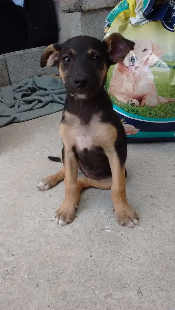 Cachorro ra a SRD idade 2 a 6 meses nome Valentina