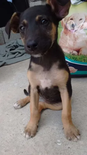 Cachorro raça SRD idade 2 a 6 meses nome Valentina