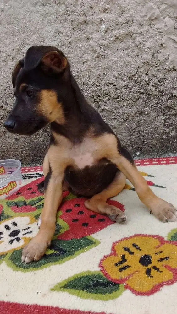 Cachorro ra a SRD idade 2 a 6 meses nome Valentina