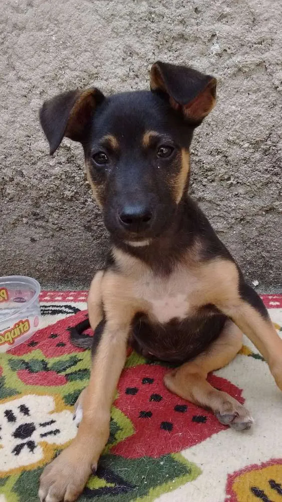 Cachorro ra a SRD idade 2 a 6 meses nome Valentina
